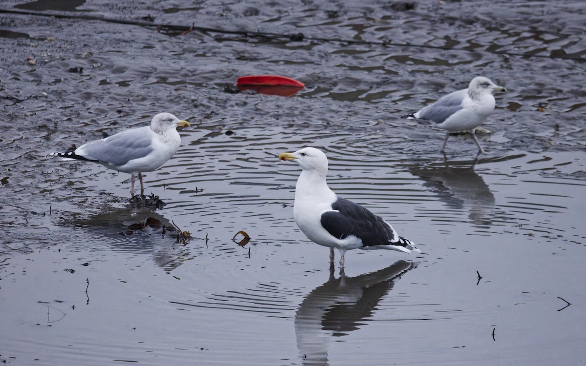 Great Black-backed Gull - ML647558317