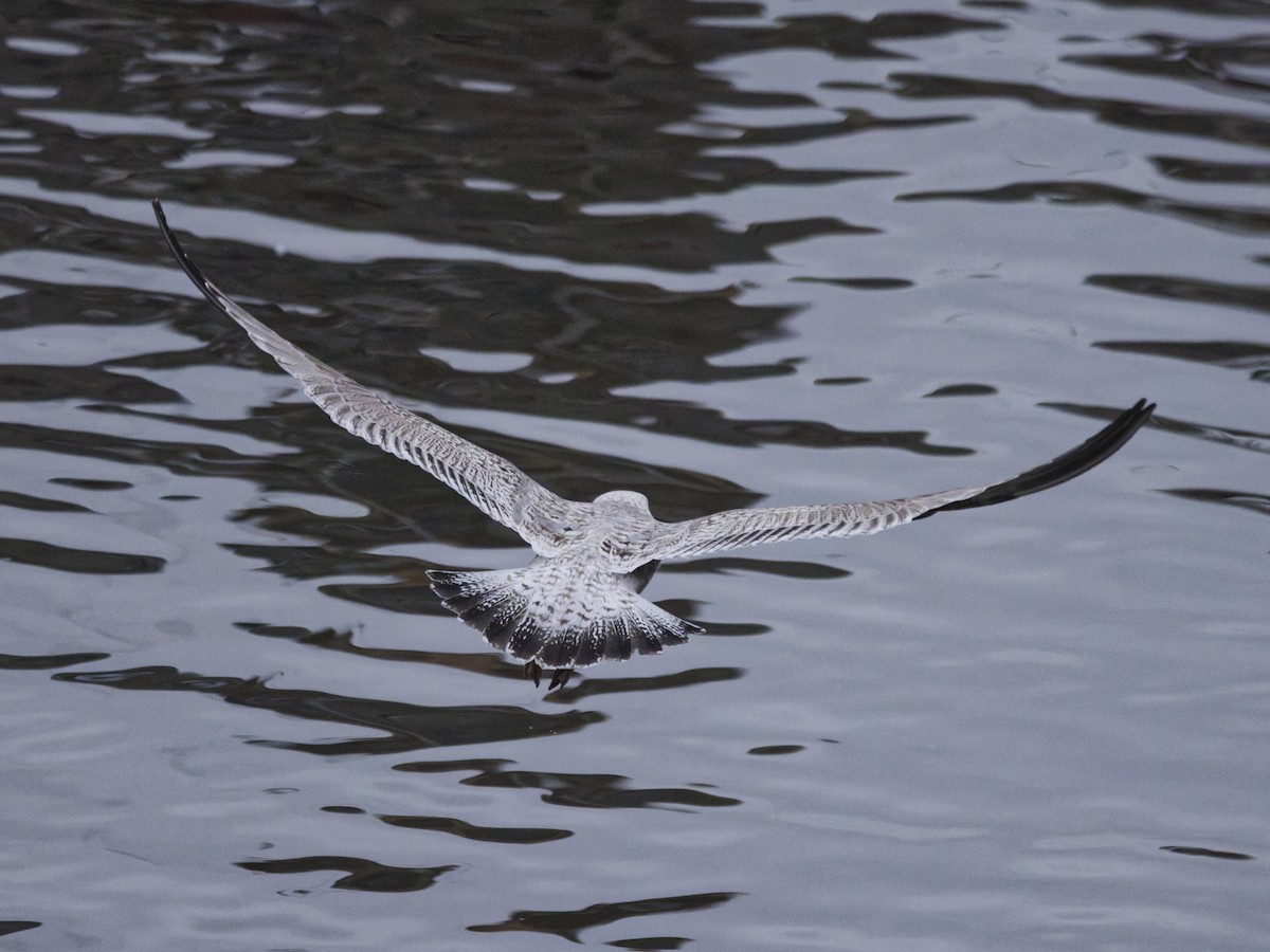 Great Black-backed Gull - ML647558318