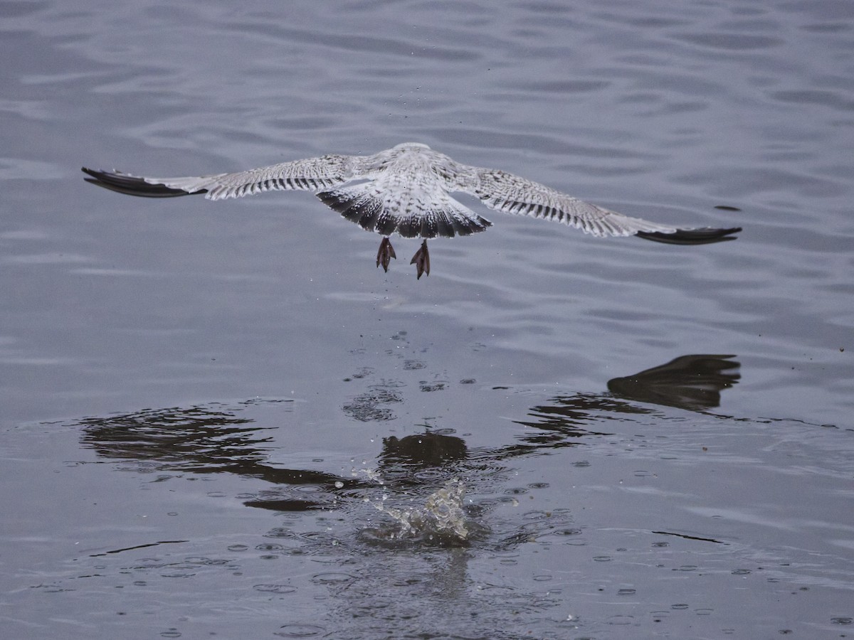 Great Black-backed Gull - ML647558319