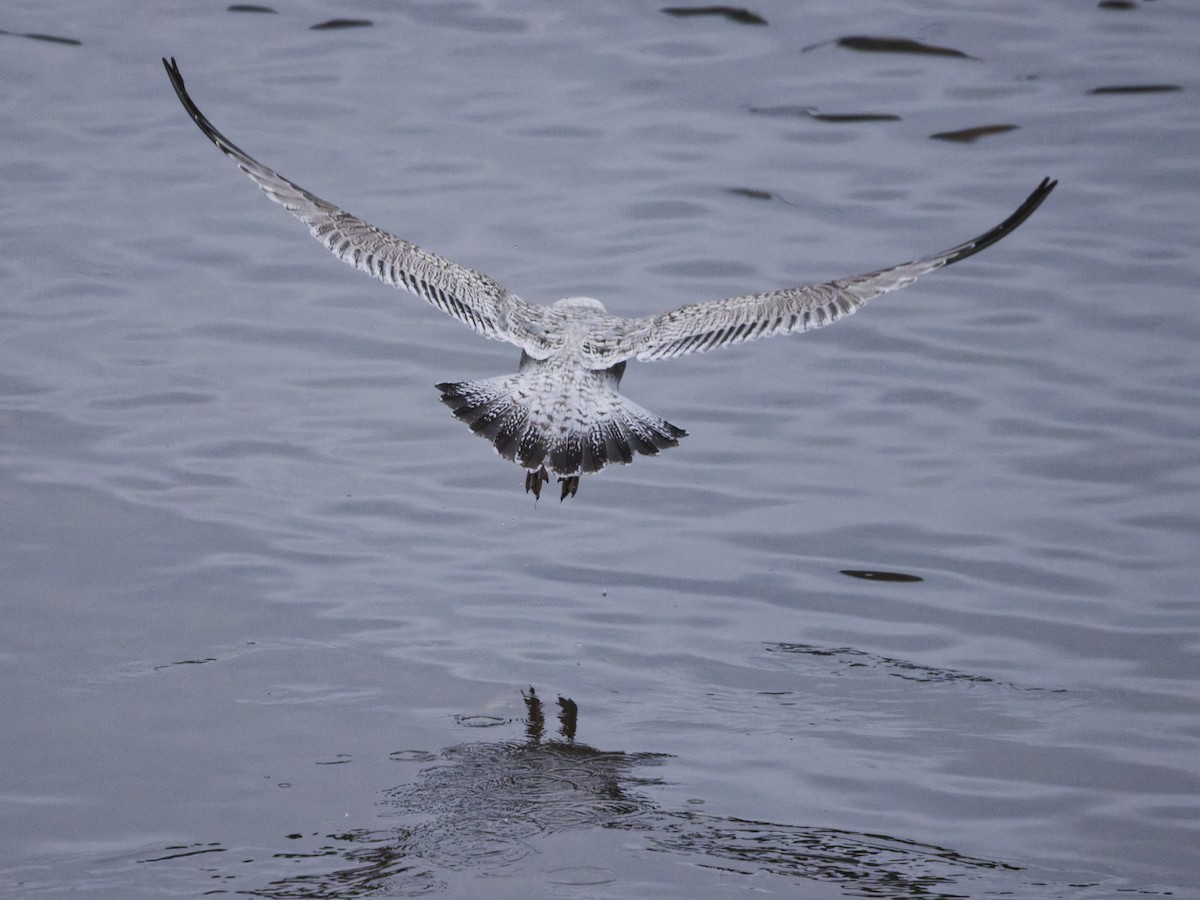 Great Black-backed Gull - ML647558320