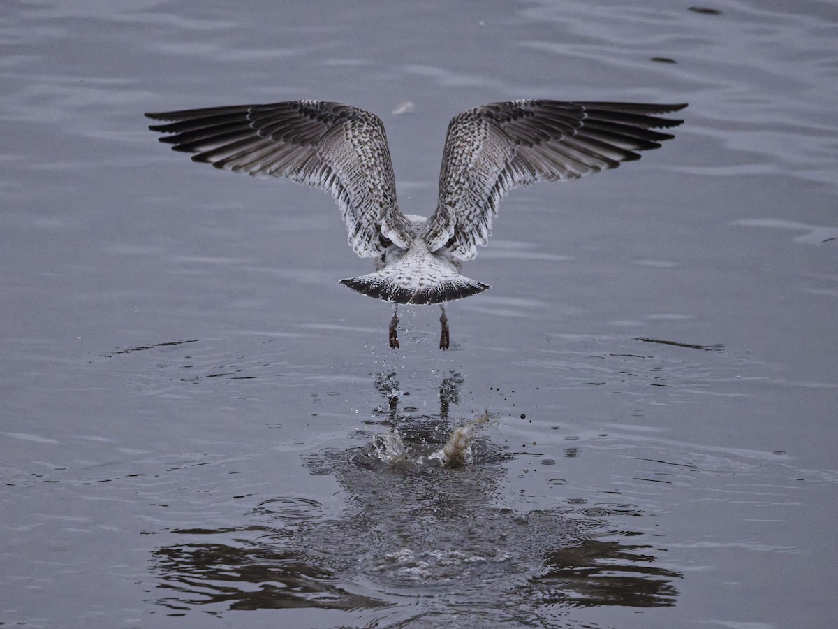 Great Black-backed Gull - ML647558321