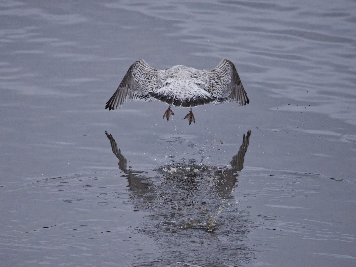 Great Black-backed Gull - ML647558322