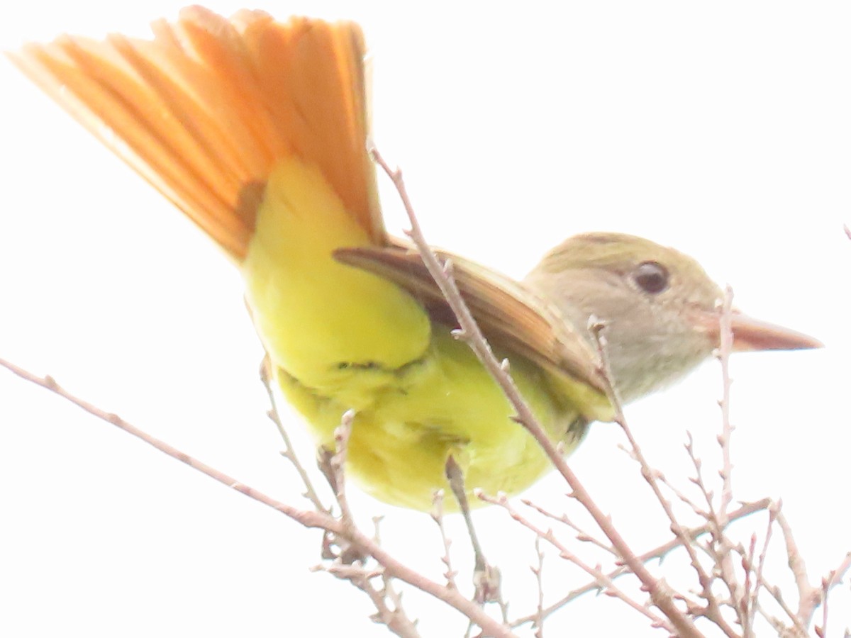 Great Crested Flycatcher - ML647558325