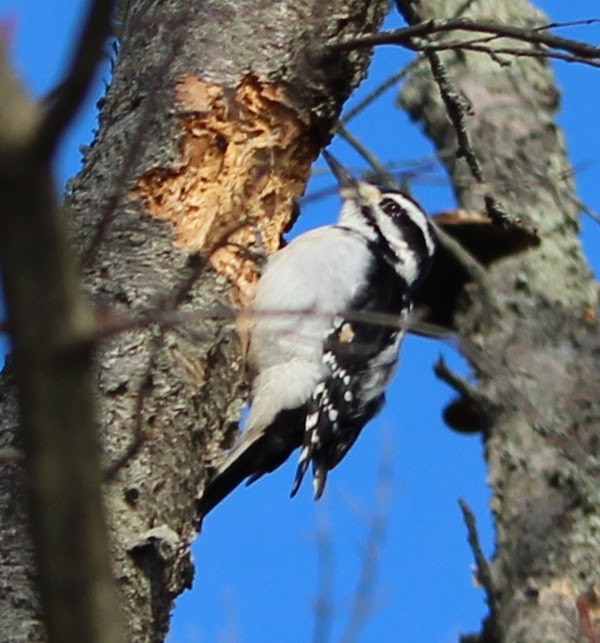 Hairy Woodpecker - ML647558327