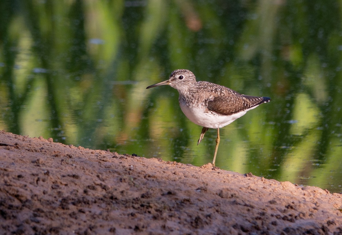 Solitary Sandpiper - ML647558328