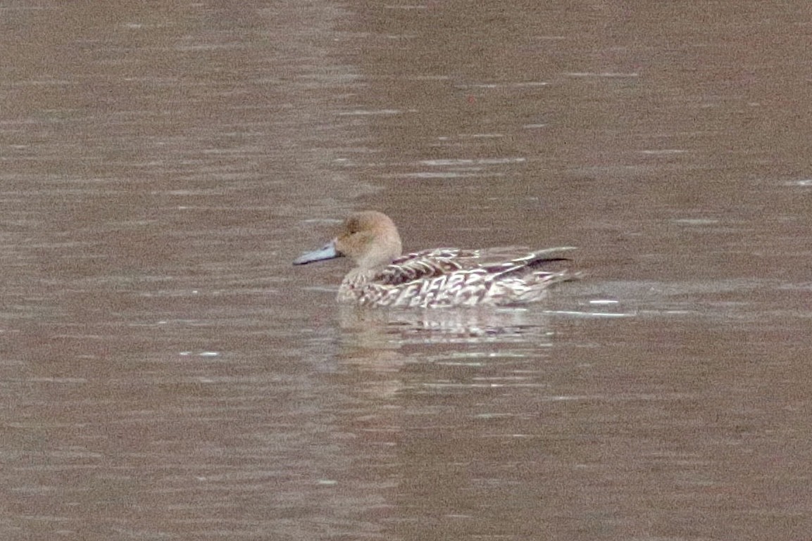 Northern Pintail - ML647558329