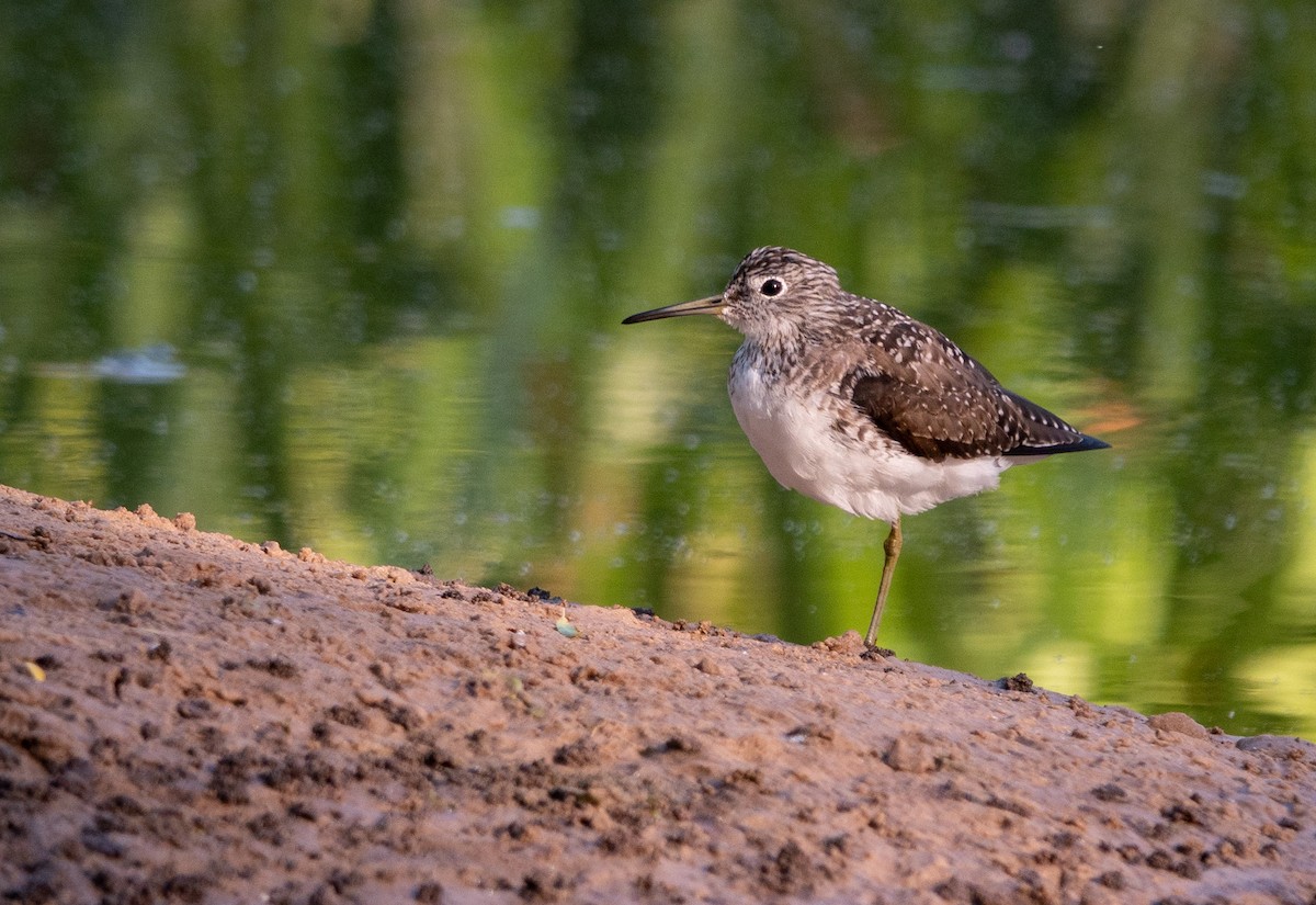 Solitary Sandpiper - ML647558332