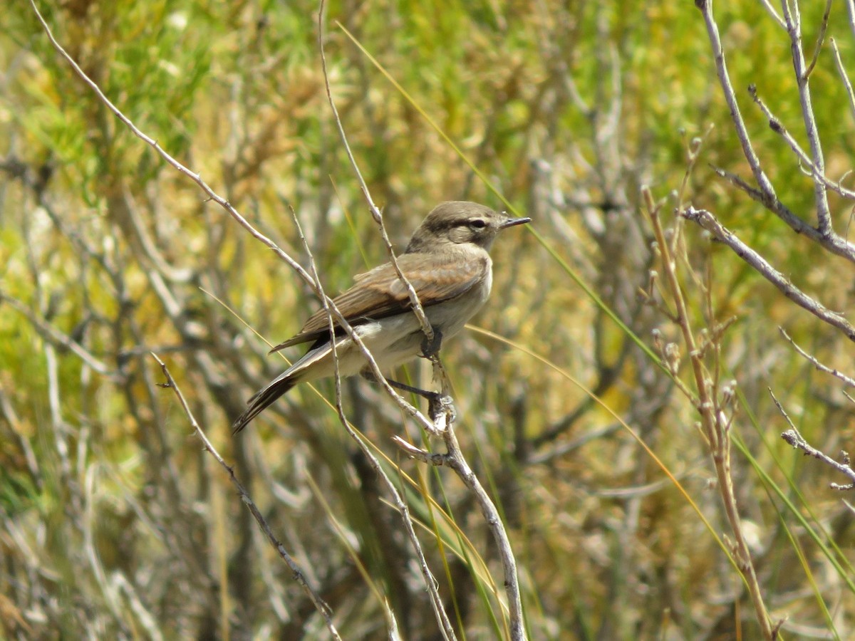 Spot-billed Ground-Tyrant - ML647558334