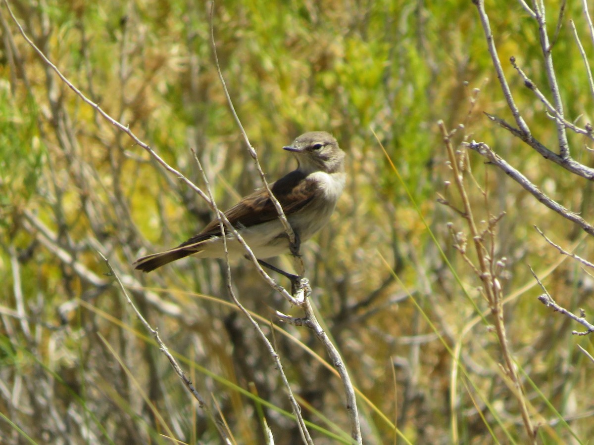 Spot-billed Ground-Tyrant - ML647558336