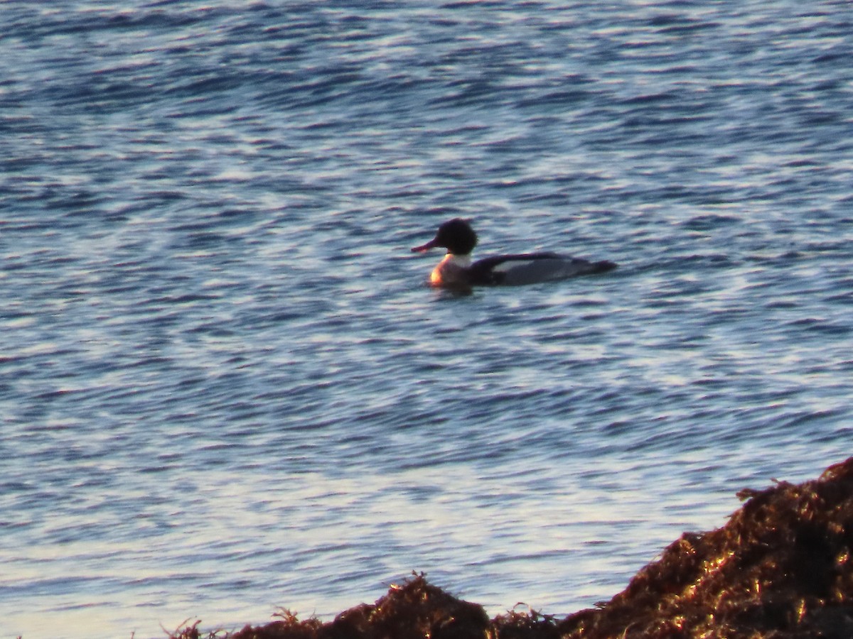 Red-breasted Merganser - ML647558337
