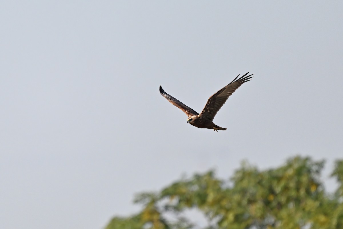 Eastern Marsh Harrier - ML647558338