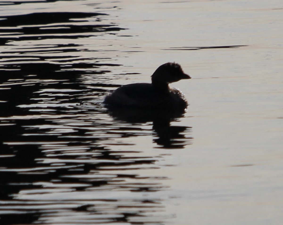 Pied-billed Grebe - ML647558340