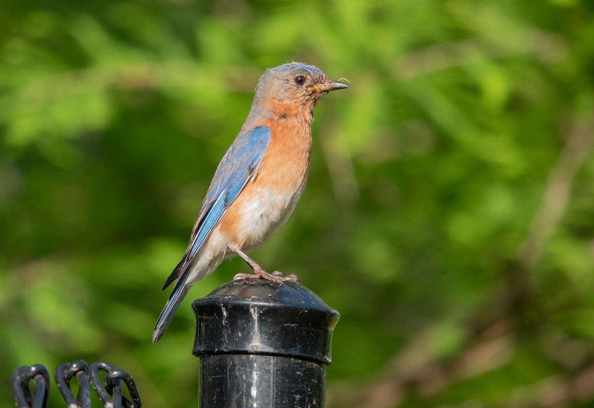 Eastern Bluebird - ML647558341