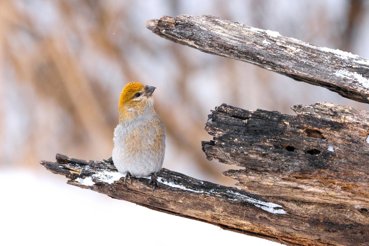 Pine Grosbeak - ML647558348