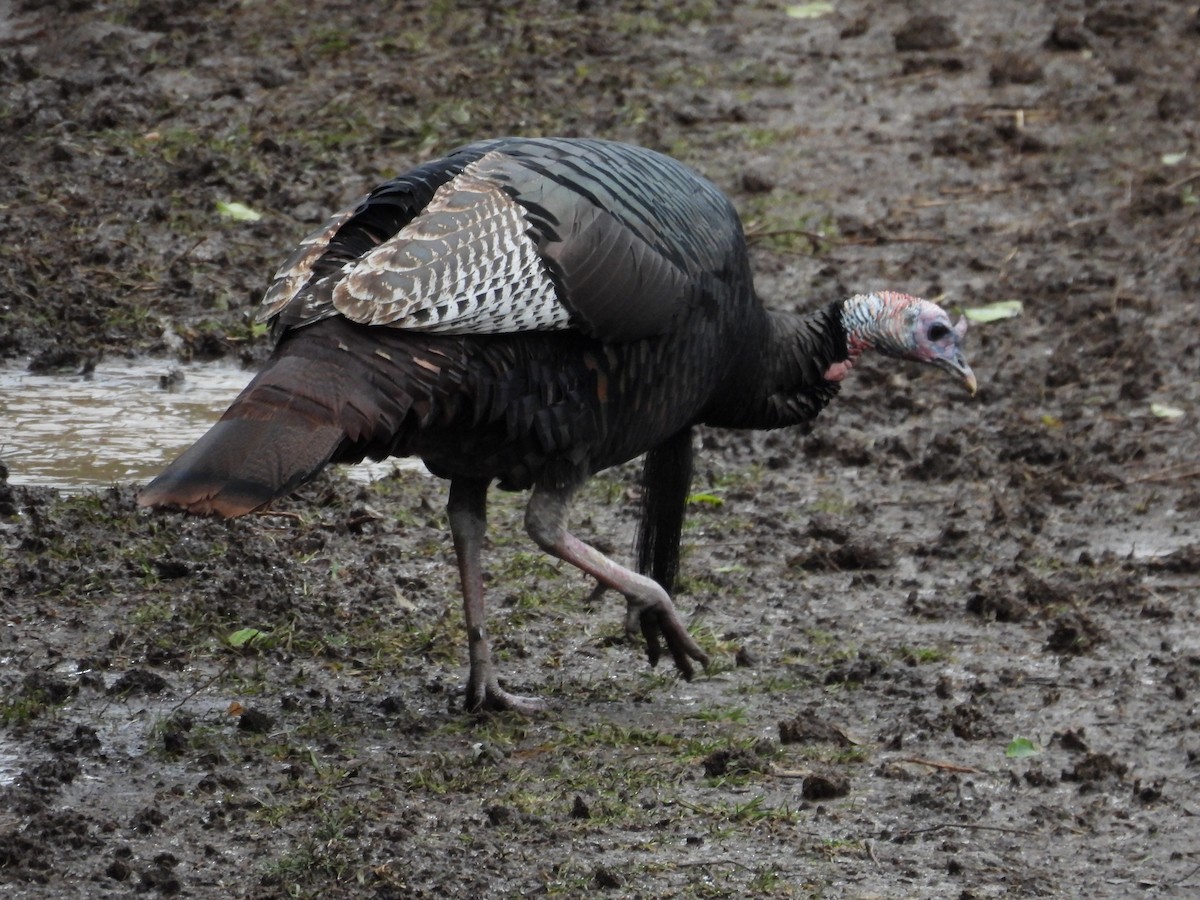 Wild Turkey - ML647558351