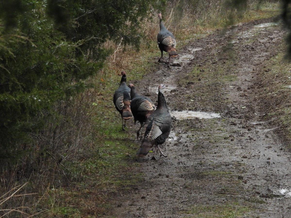 Wild Turkey - ML647558352