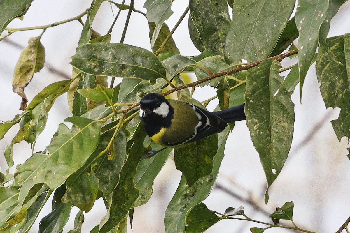 Bergkohlmeise - ML647558389