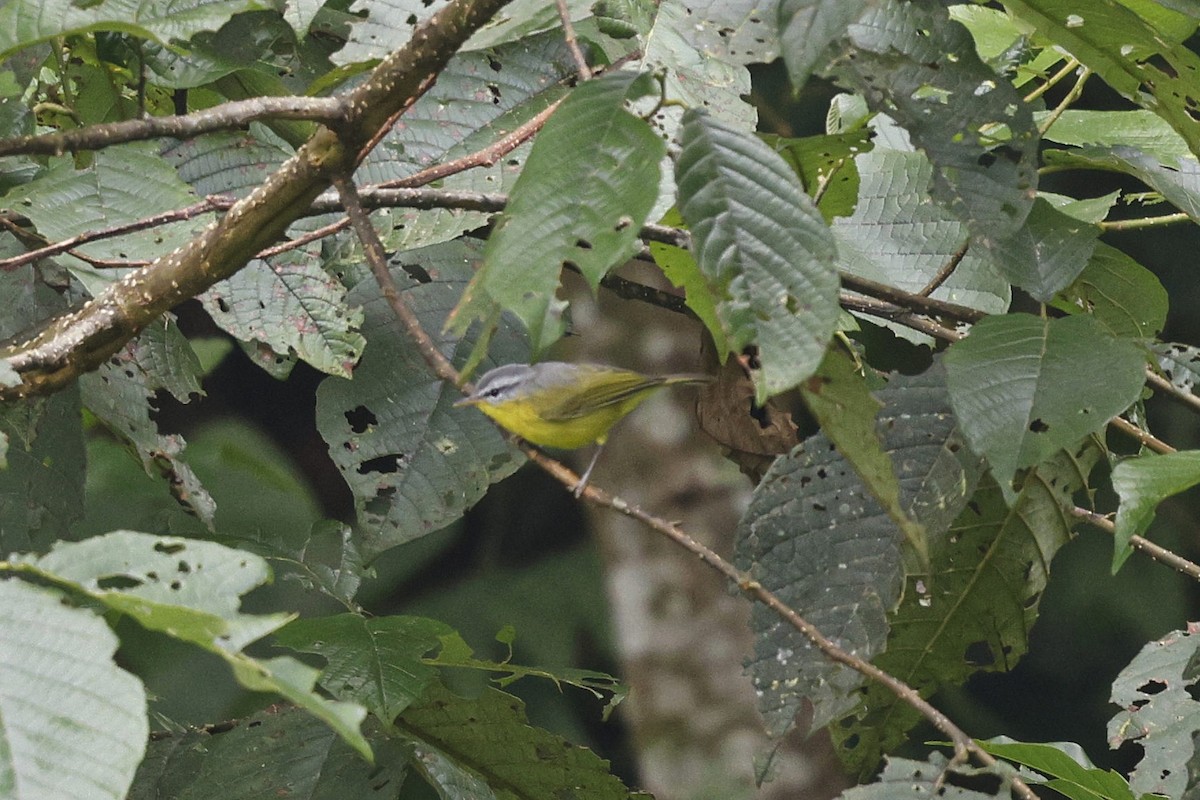 Gray-hooded Warbler - ML647558393