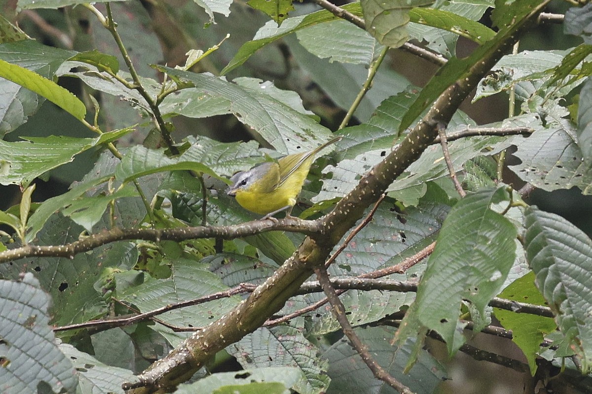 Gray-hooded Warbler - ML647558394