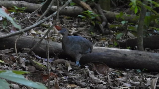 Great Tinamou - ML647558410