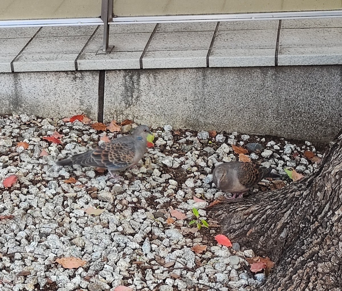 金背鳩 - ML647558436