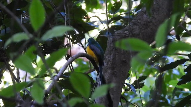Graceful Black-throated Trogon - ML647558453