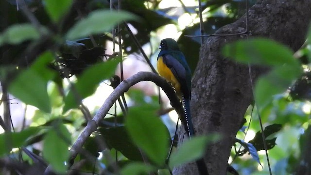 Graceful Black-throated Trogon - ML647558454