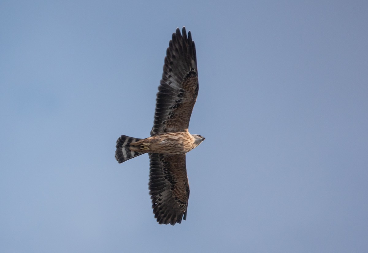 Mississippi Kite - ML647558481