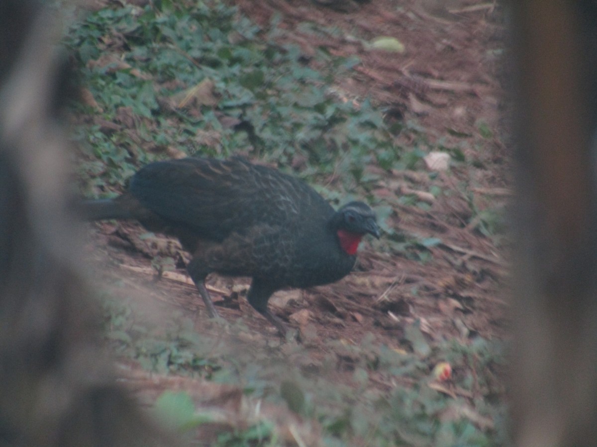 Rusty-margined Guan - ML647558518