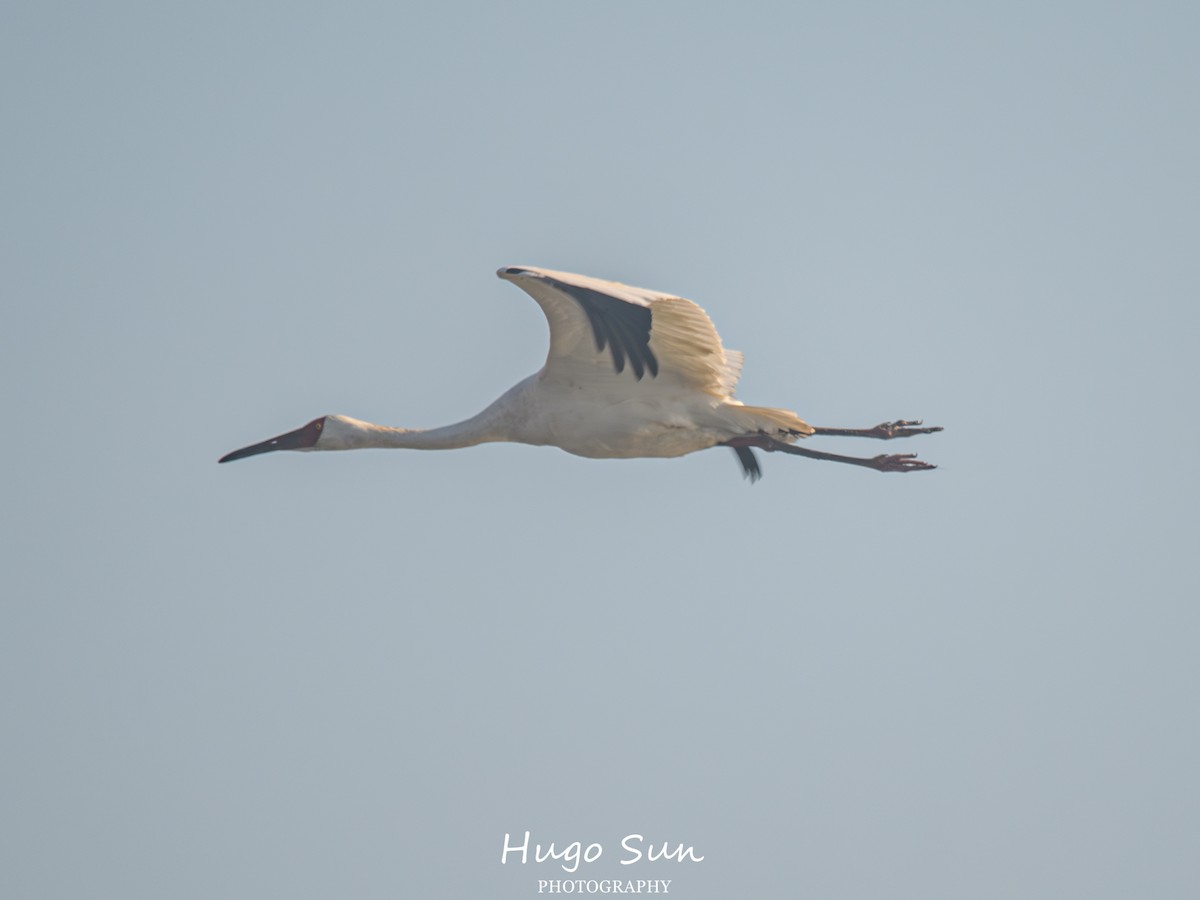 Kurrilo siberiarra - ML647558524