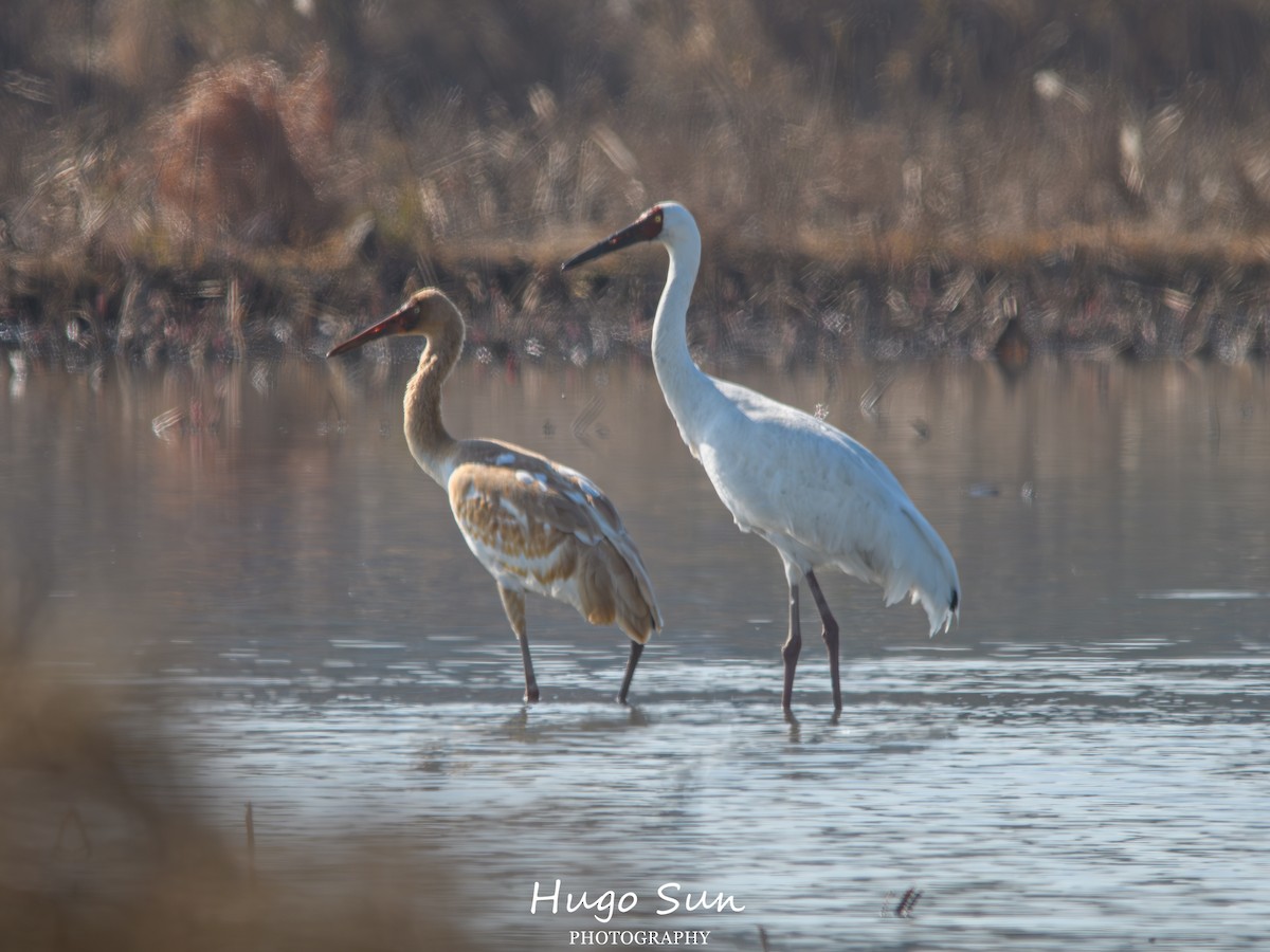 Kurrilo siberiarra - ML647558525