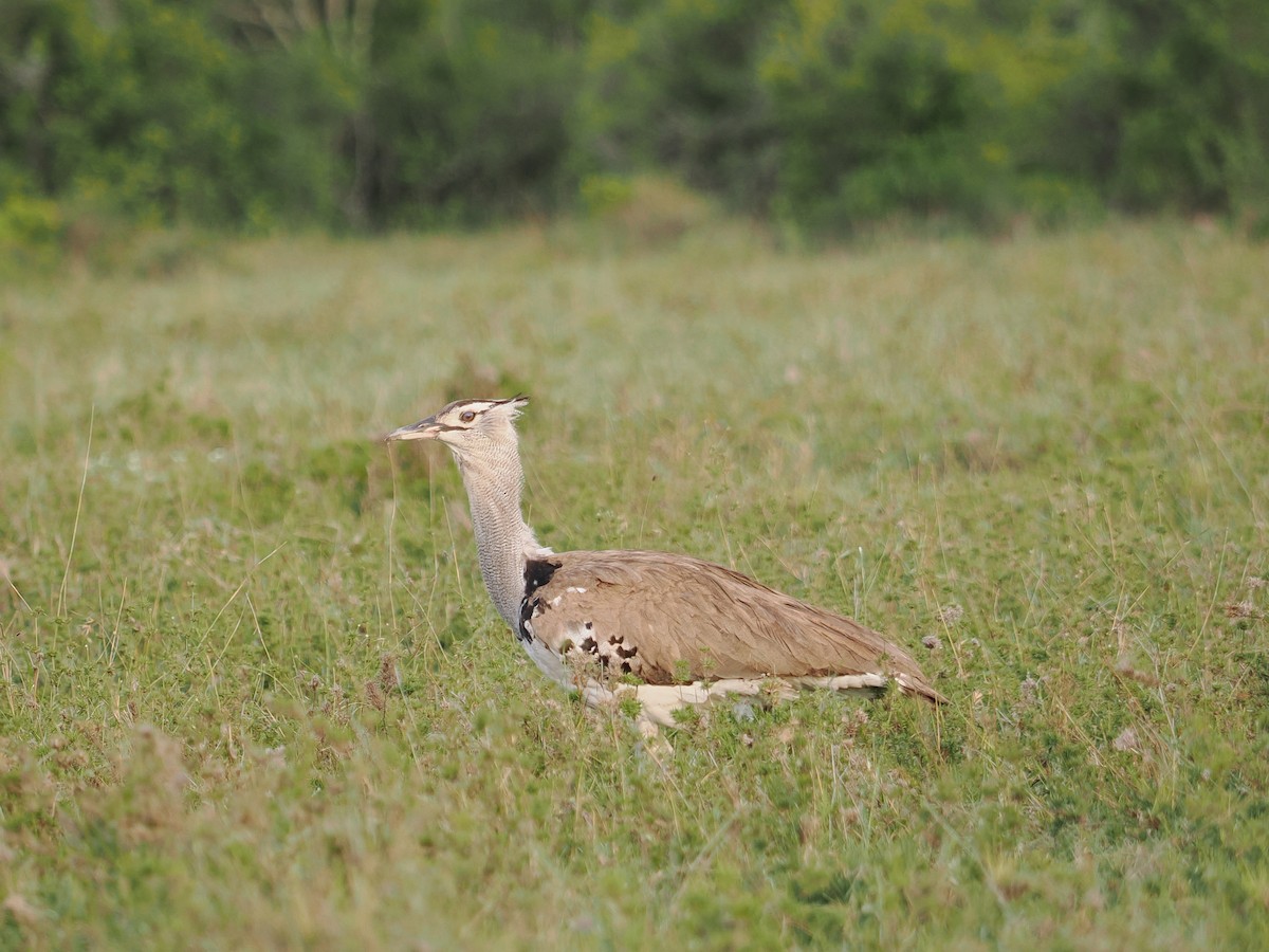 Kori Toyu - ML647558546