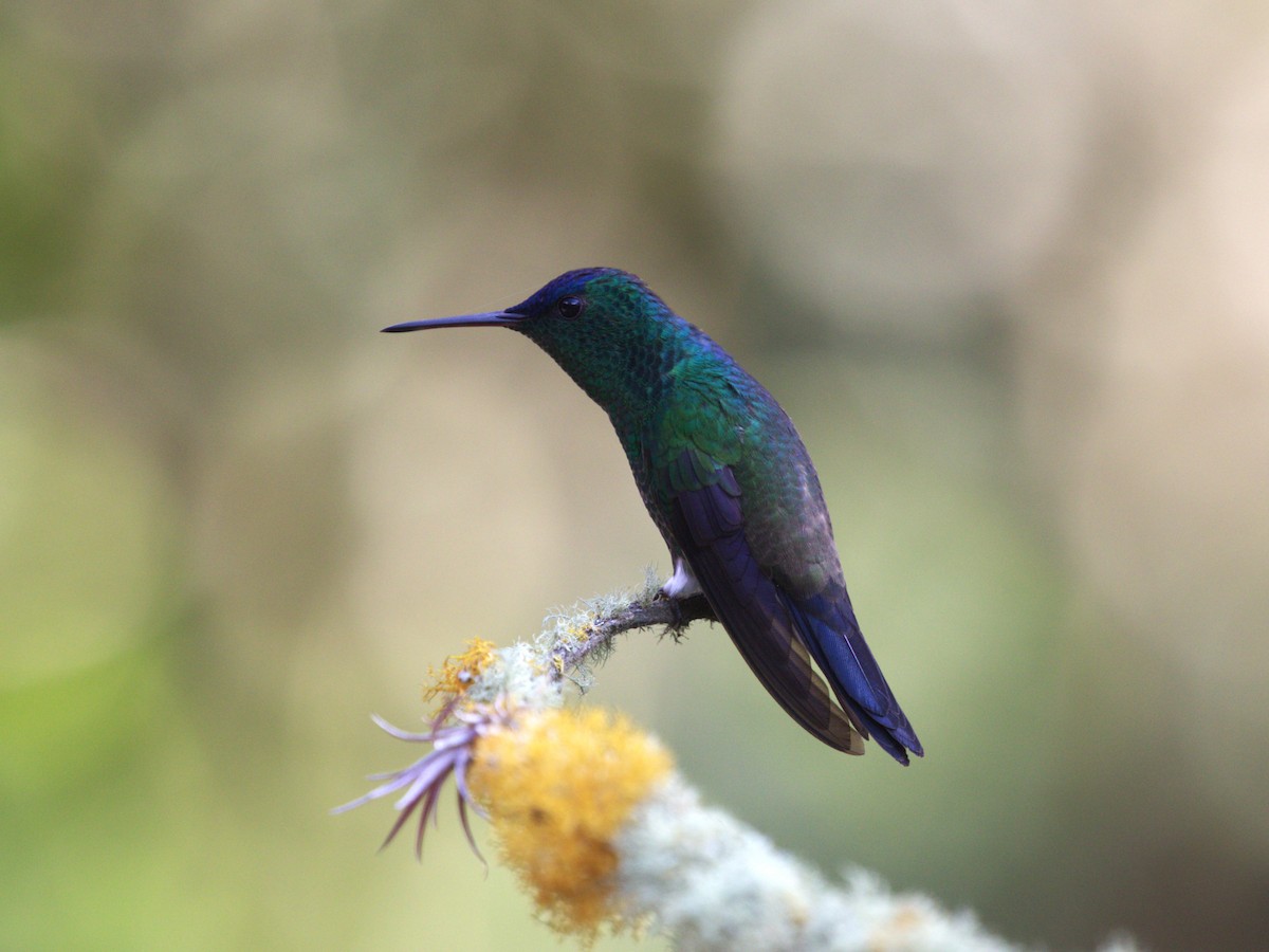 Амазилія-берил сапфіроволоба - ML647558559