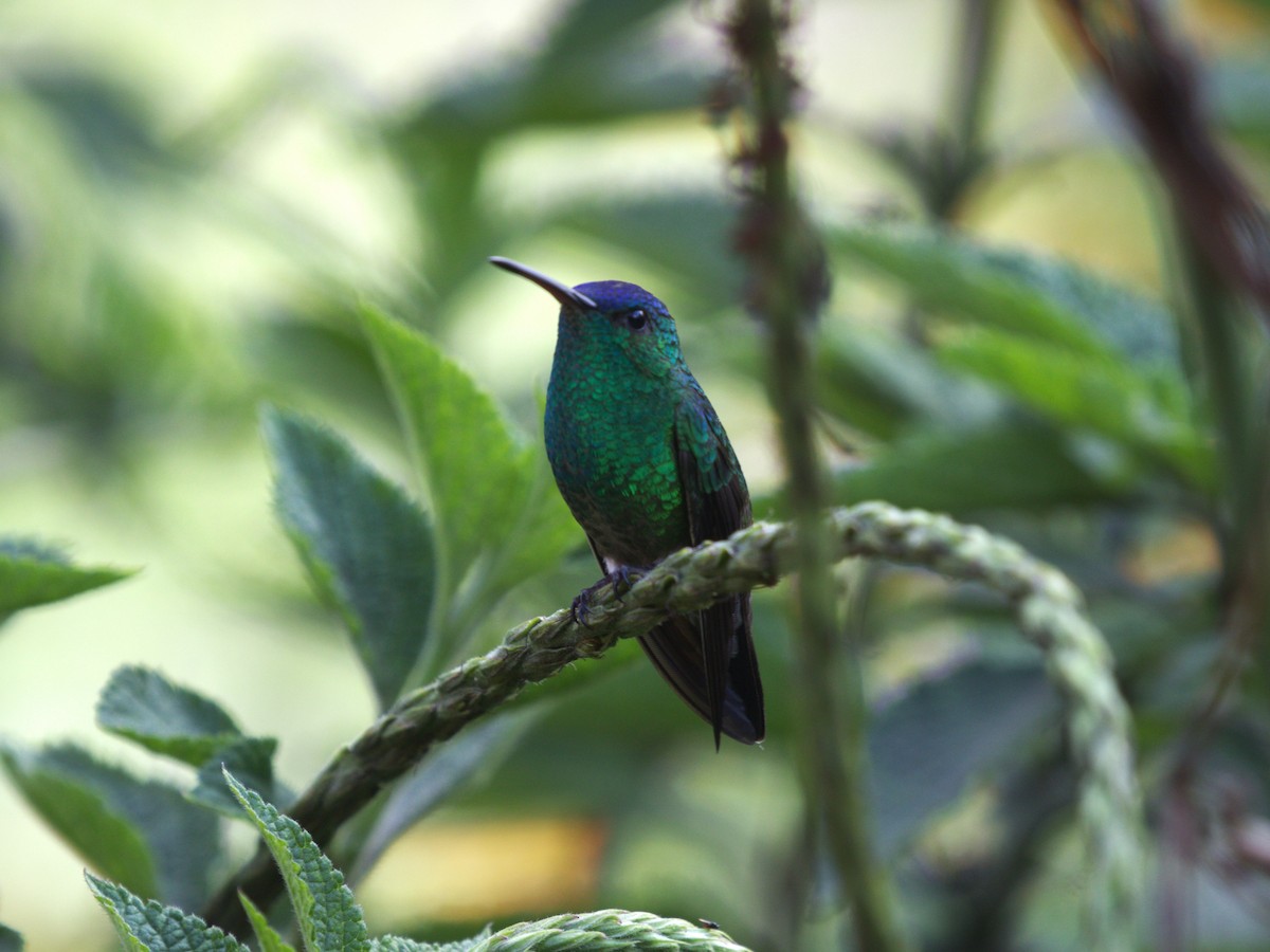 Амазилія-берил сапфіроволоба - ML647558560