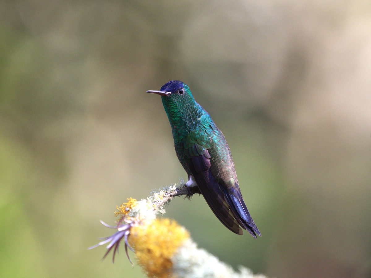 Амазилія-берил сапфіроволоба - ML647558561