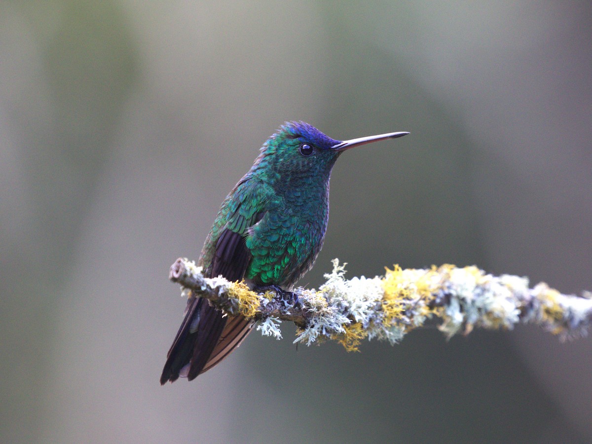 Амазилія-берил сапфіроволоба - ML647558563