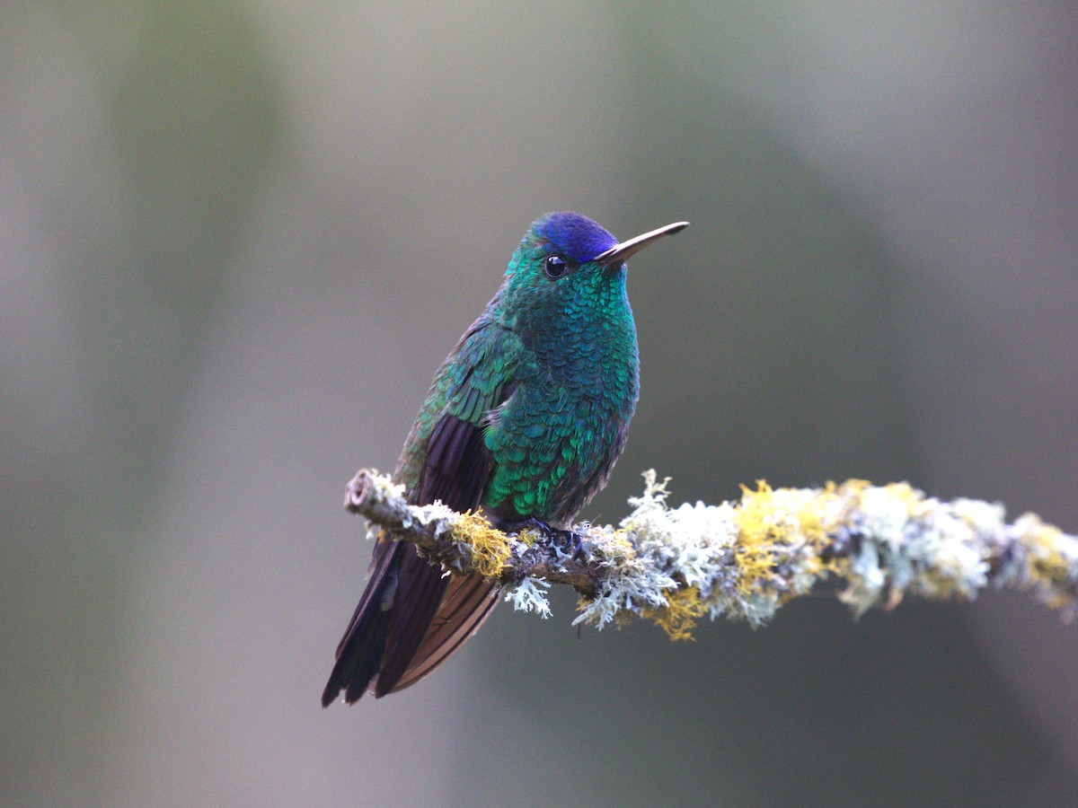 Амазилія-берил сапфіроволоба - ML647558564