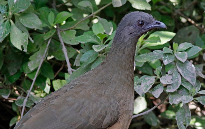 Plain Chachalaca - ML647558575