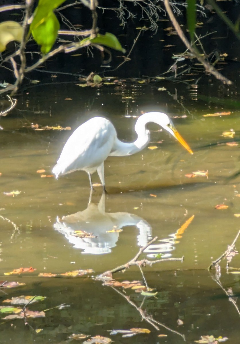 大白鷺 - ML647558583