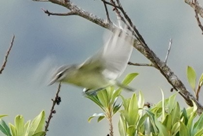 Bireo filadelfiarra - ML647558595