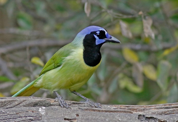 Green Jay - ML647558612