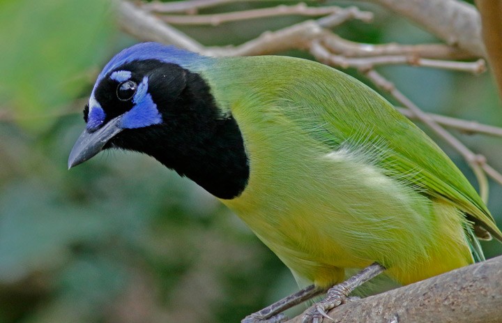 Green Jay - ML647558613