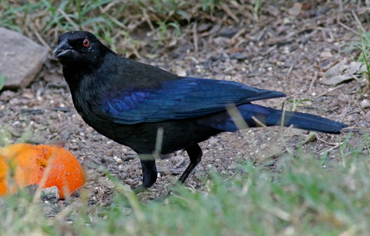 Bronzed Cowbird - ML647558631