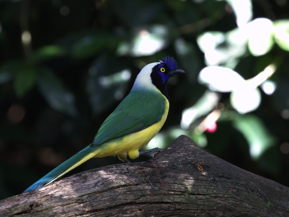 Green Jay (Inca) - ML647558637