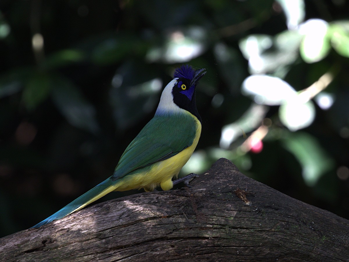 Green Jay (Inca) - ML647558638