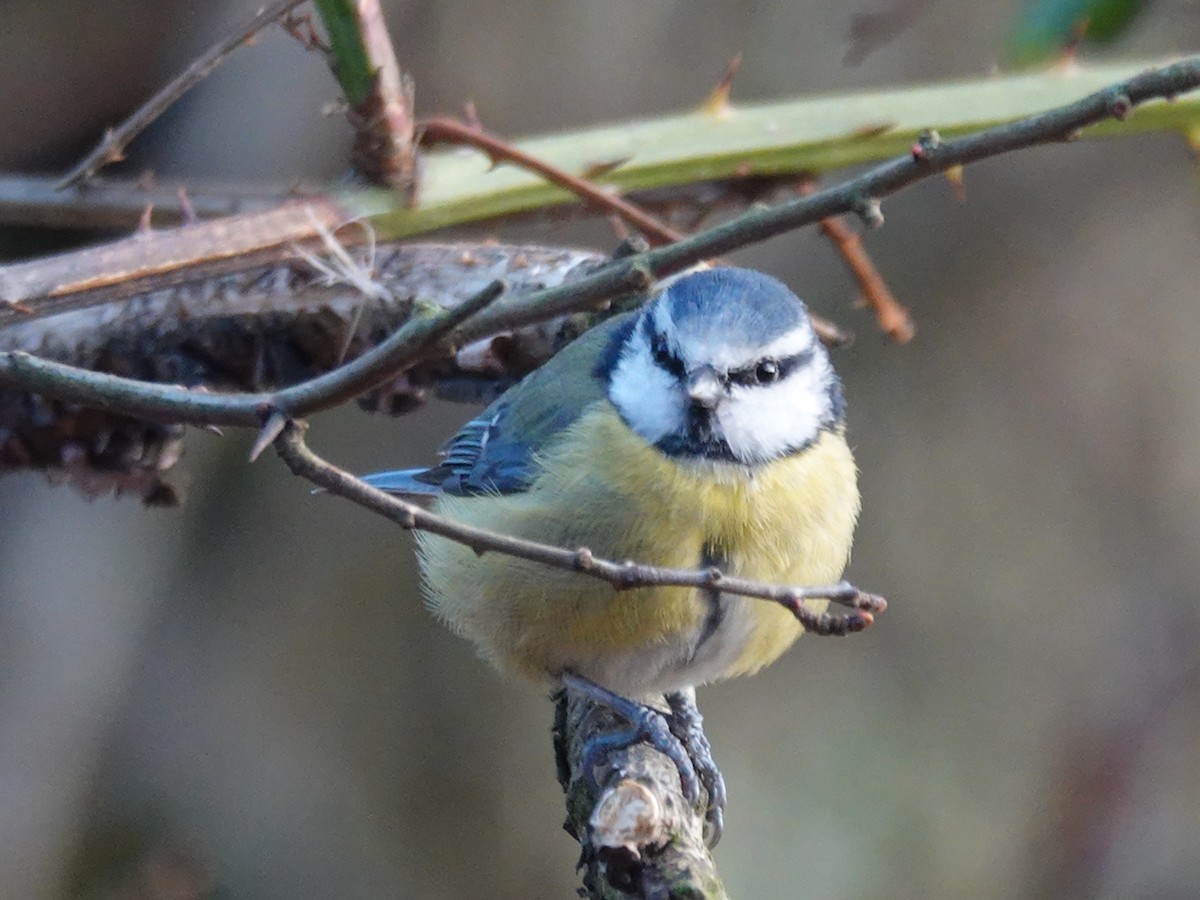 Eurasian Blue Tit - ML647558670