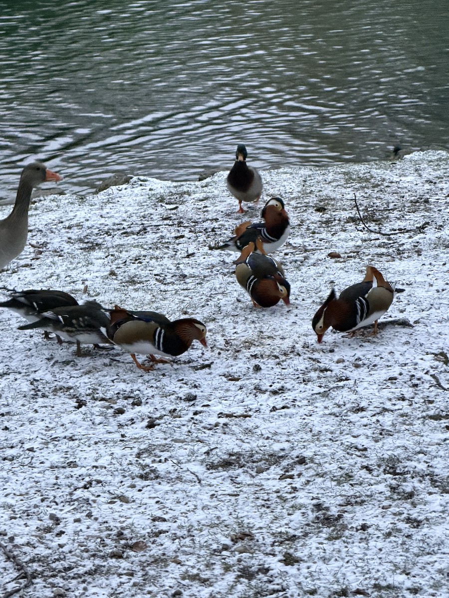 Pato Mandarín - ML647558696