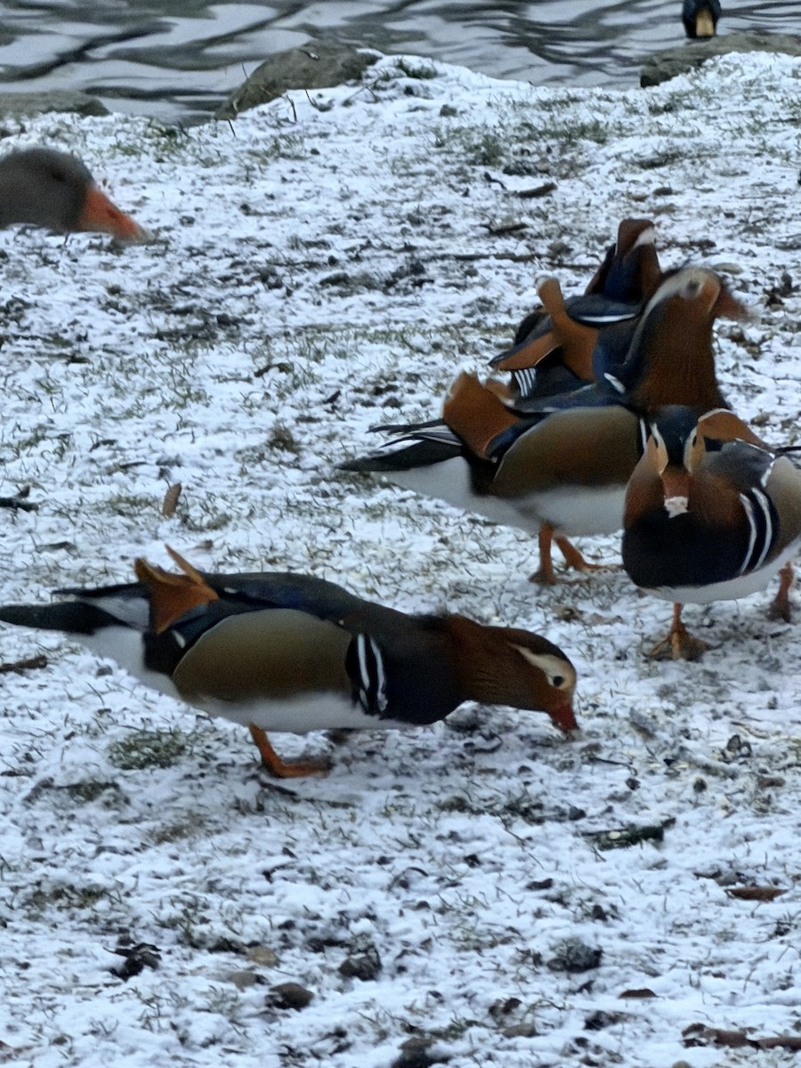 Pato Mandarín - ML647558697