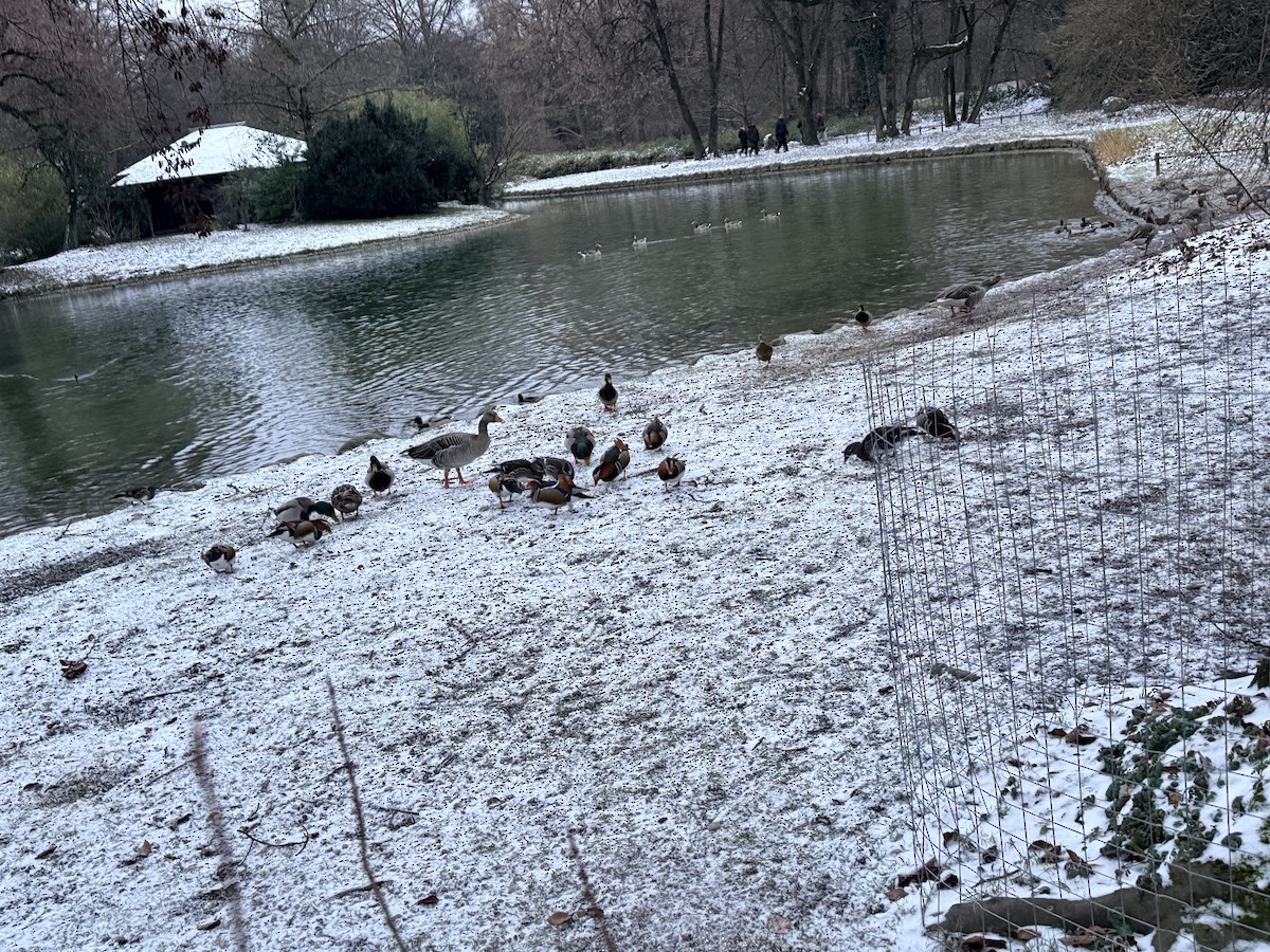 Pato Mandarín - ML647558698