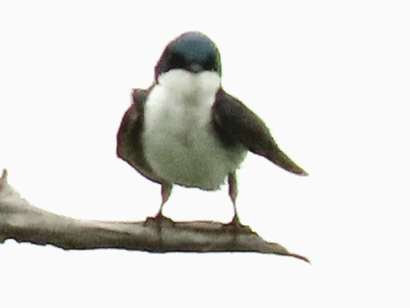 Tree Swallow - ML647558761